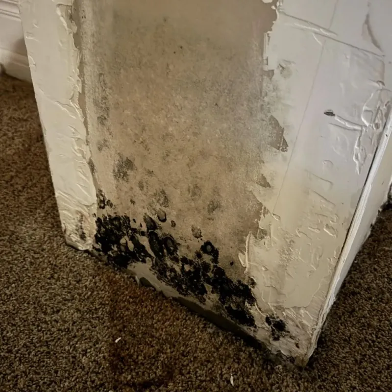 Professional Mold Removal in Blytheville, AR